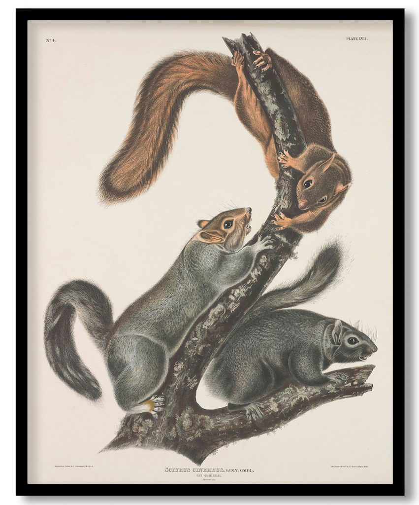 Sciurus cinereus. Linn. Gmel. Cat Squirrel. Natural Size. by John James Audubon (1843)