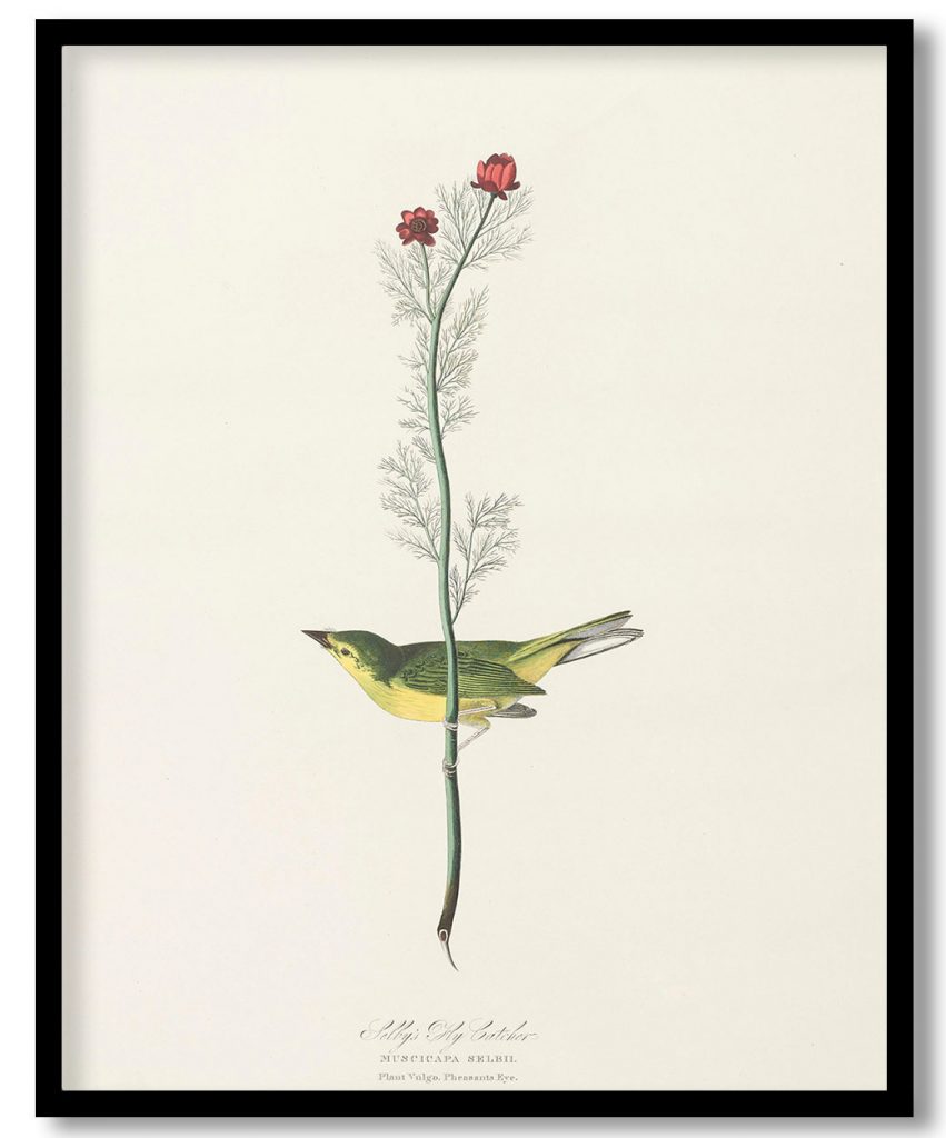 Selby's Fly Catcher, Muscicapa selbii. Plant Vulgo, Pheasants Eye. by John James Audubon (1827)