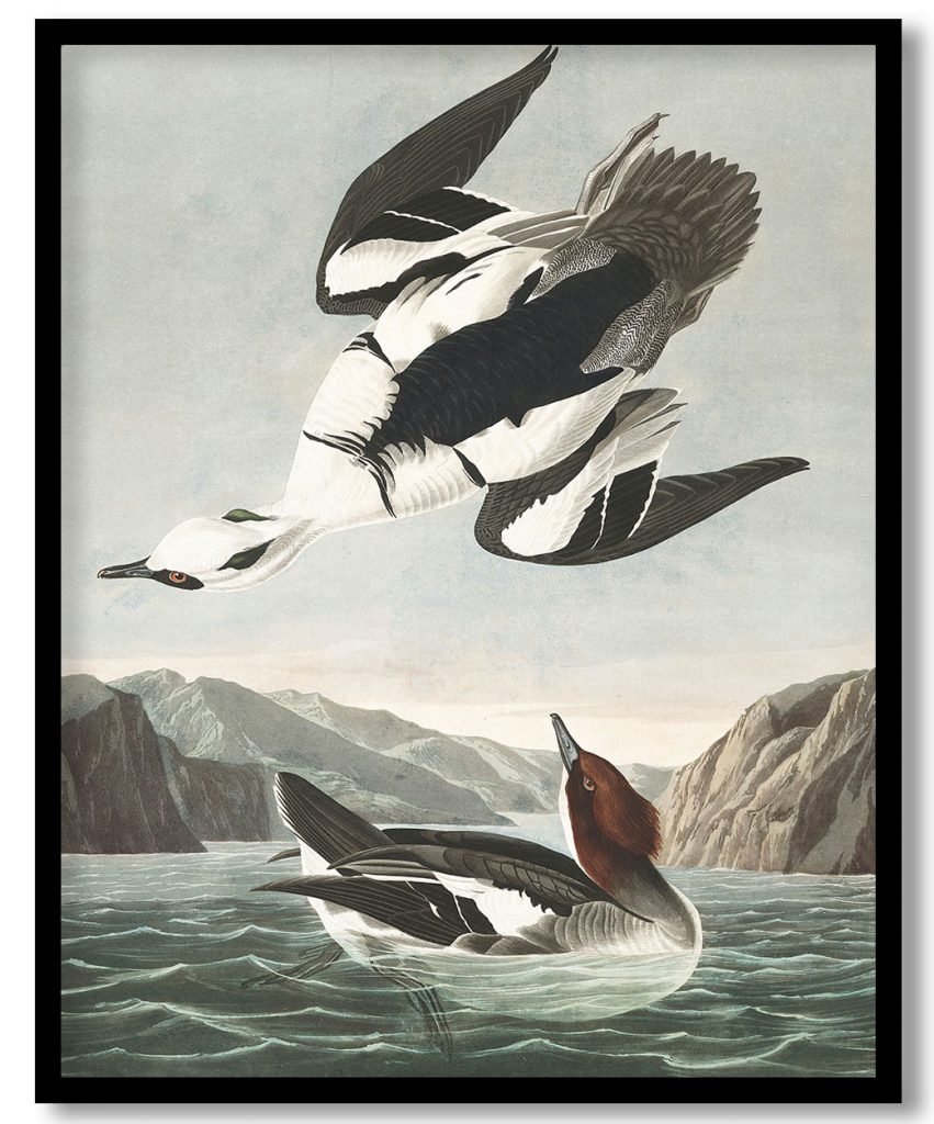 Smew or White Nun from the portfolio Birds of America by John James Audubon (1835)
