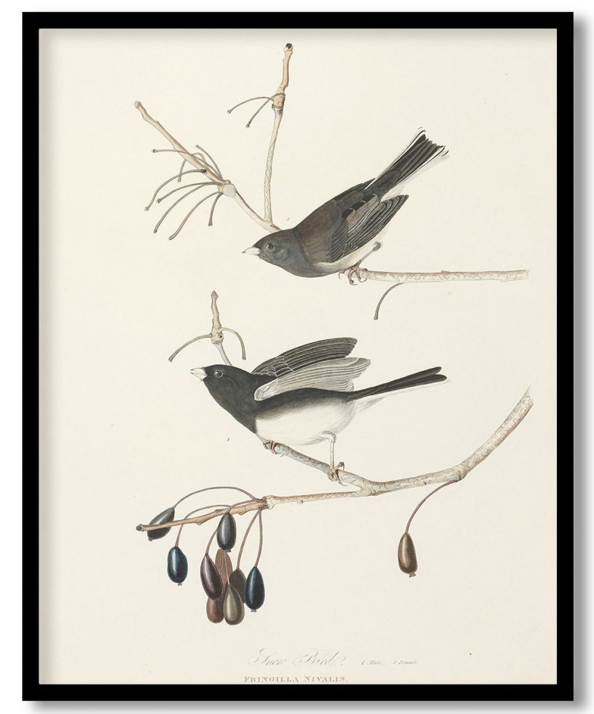 Snow Bird, 1. Male 2. Female. Fringilla nivalis, Plant Vulgo. Great Swamp Ash. by John James Audubon (1827)