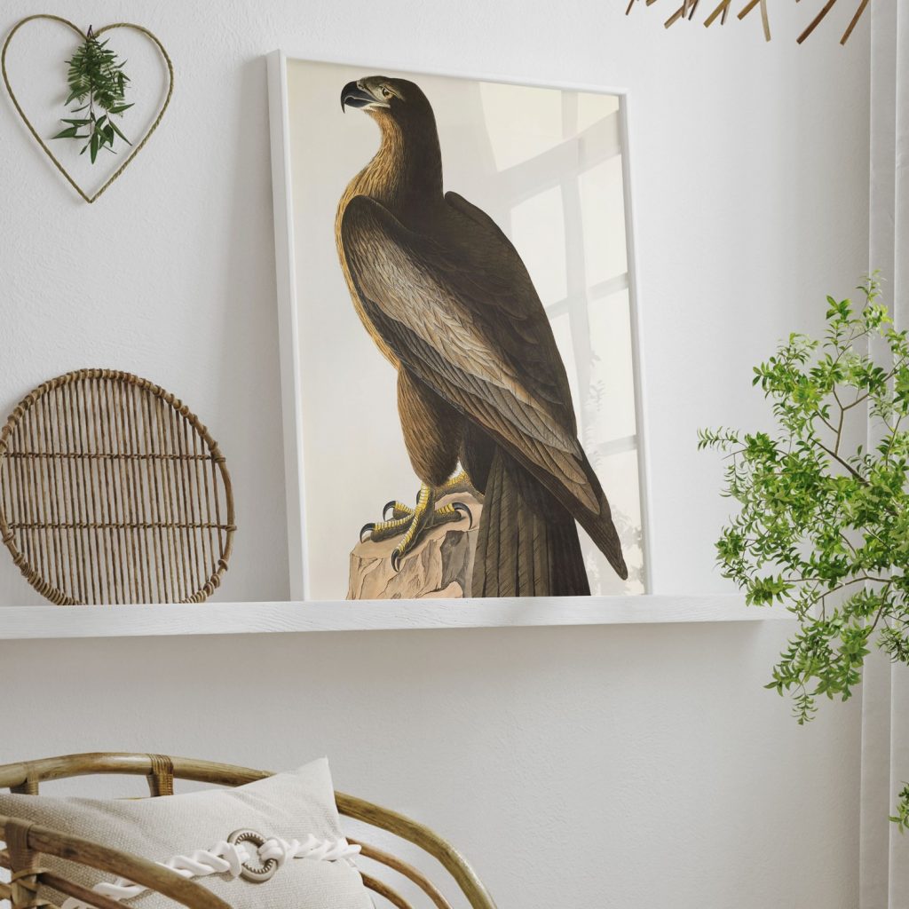 The Bird of Washington, or Great American Sea Eagle. Falco washingtoniensis Male by John James Audubon (1827)