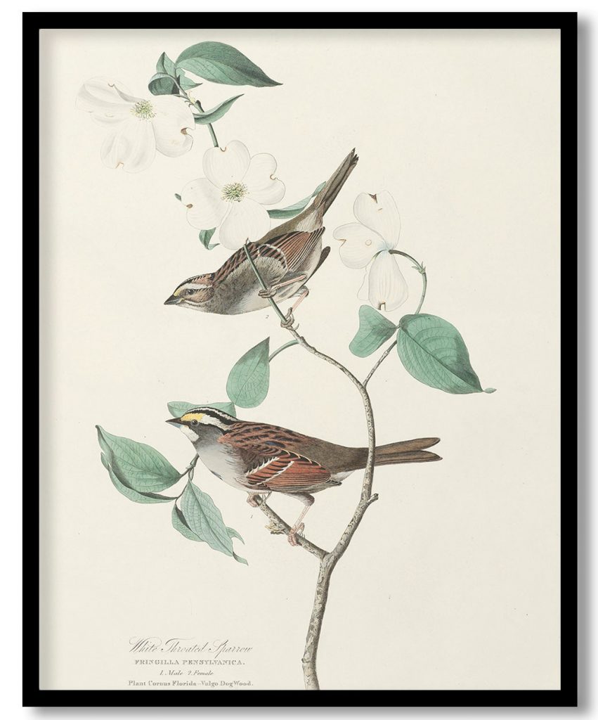 White Throated Sparrow Fingilla pensylvanica. 1. Male 2. Female Plant Cornus florida--Vulgo DogWood. by John James Audubon (1827)