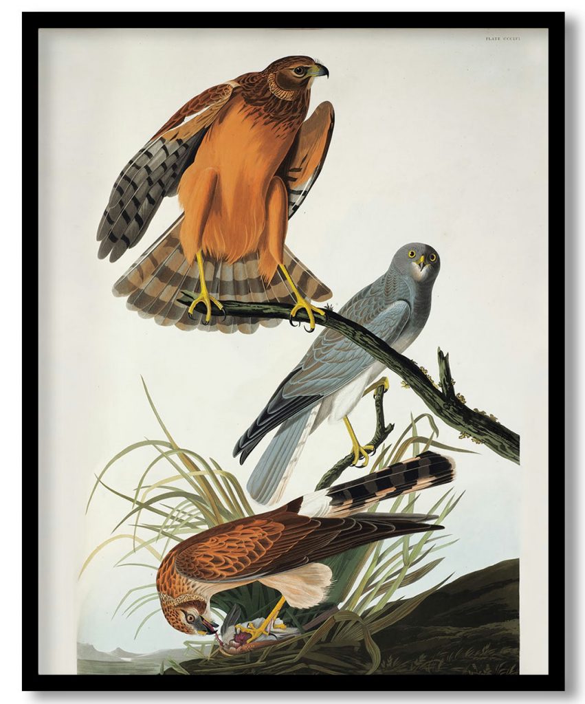 Male, female, and juvenile Northern harriers by Chesek,Craig