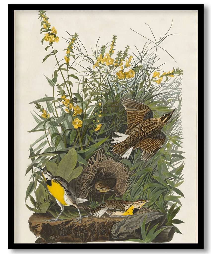 Meadow Lark by John James Audubon (1832)