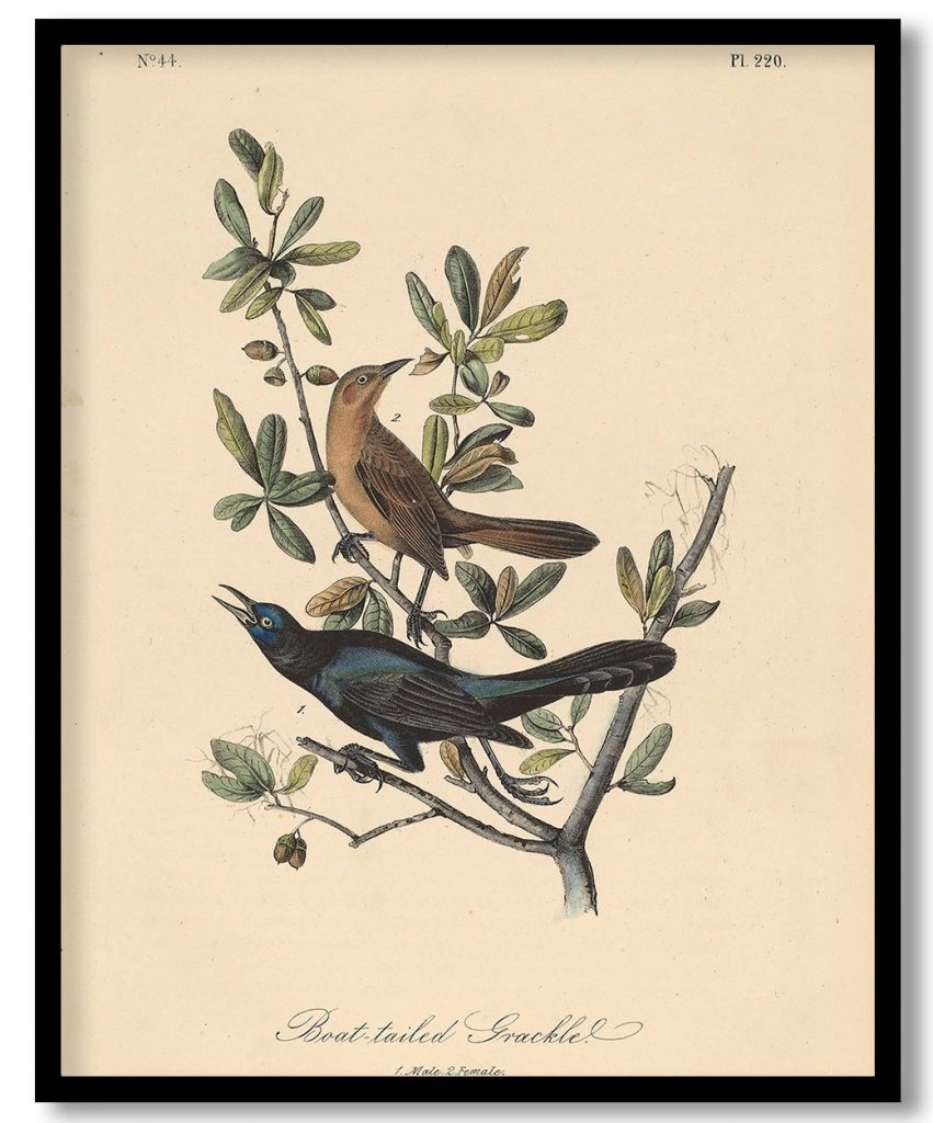 Boat-Tailed Grackle by John James Audubon (1840)