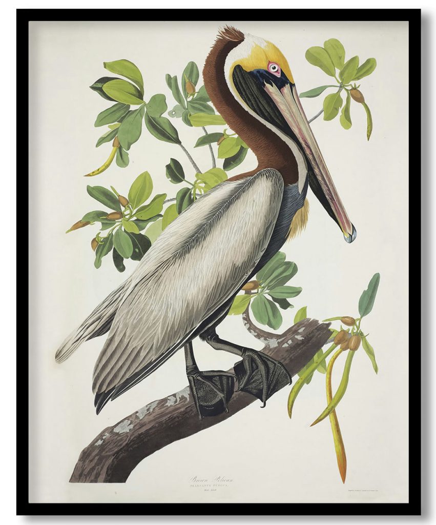 Brown Pelican roosting in Red Mangrove, from Audubon's The birds of America by Chesek,Craig (1838)