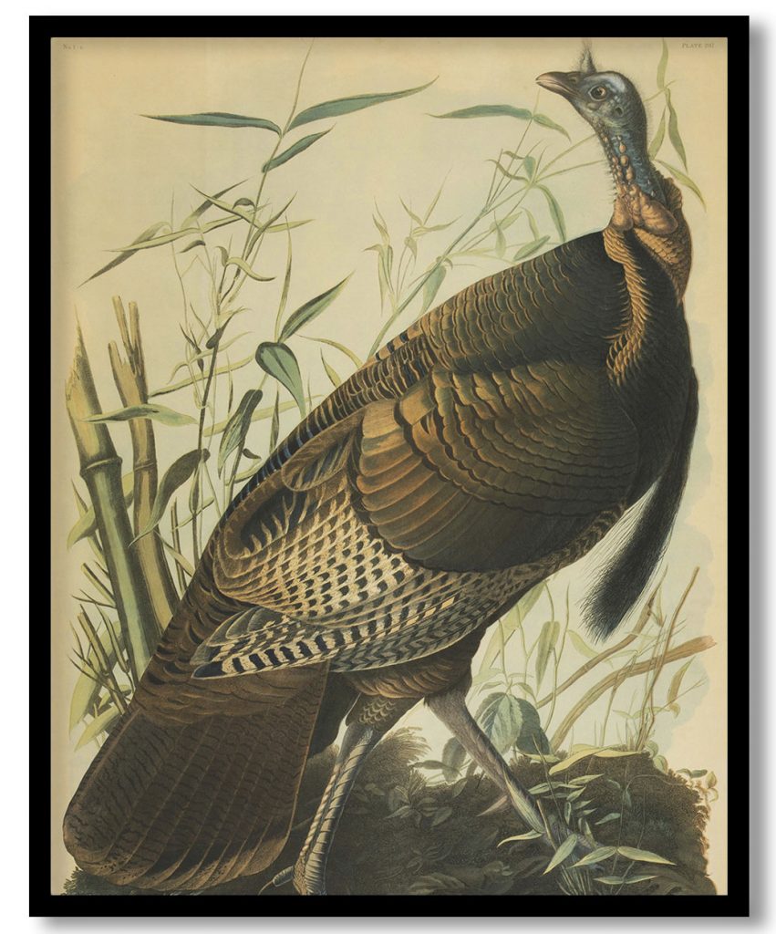 Chromolithograph, 'Wild Turkey Meleagris Gallopavo, Linn, Male. American Cane, Miegia Macrosperma,' 1858 by Unknown author