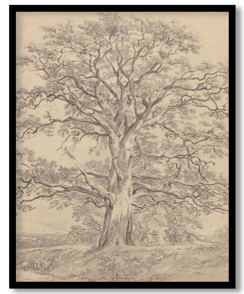 A Great Oak Tree by John Constable (1801)
