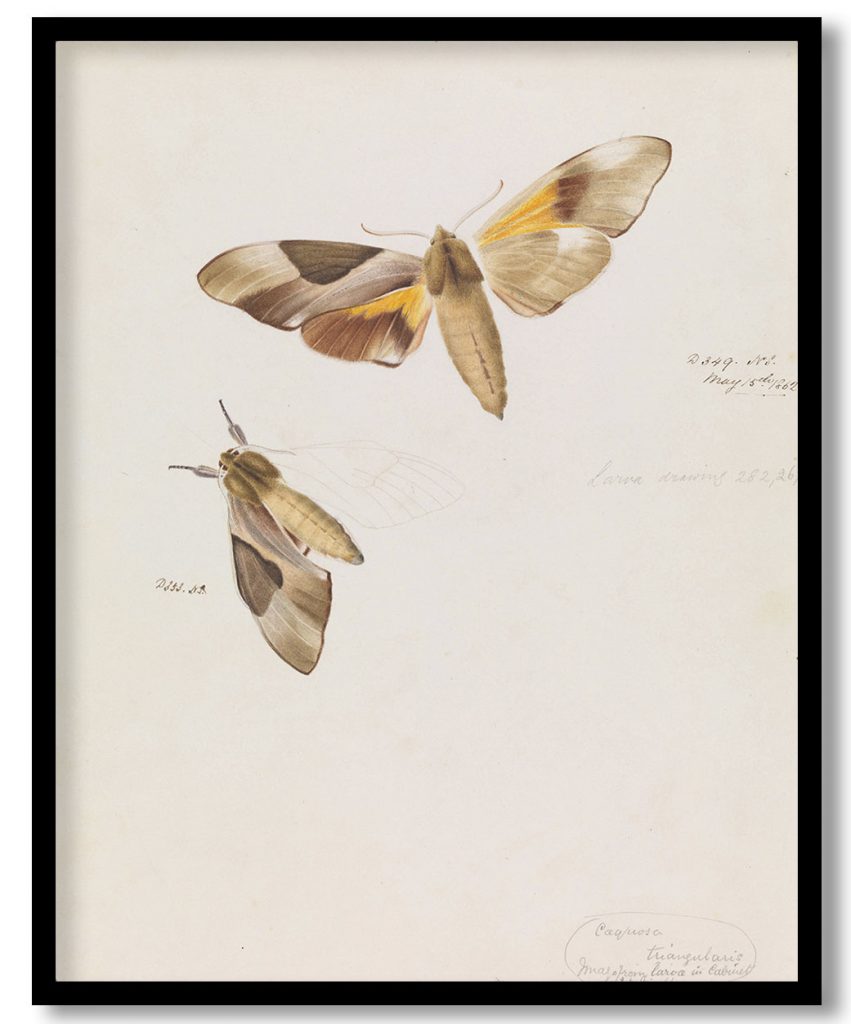 Double Headed Hawk Moth, Coequosa triangularis by Arthur Bartholomew