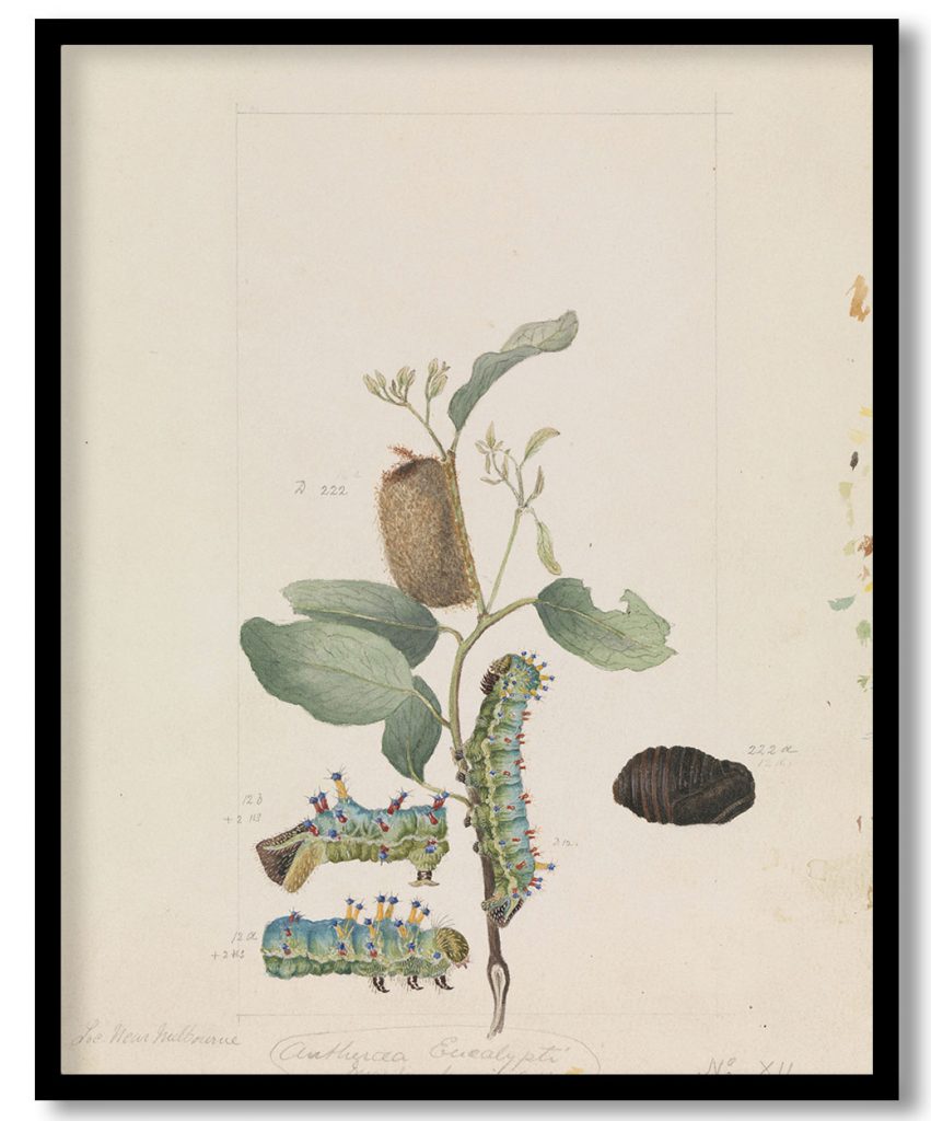 Emperor Gum Moth, Opodiphthera eucalypti by Arthur Bartholomew (1860)