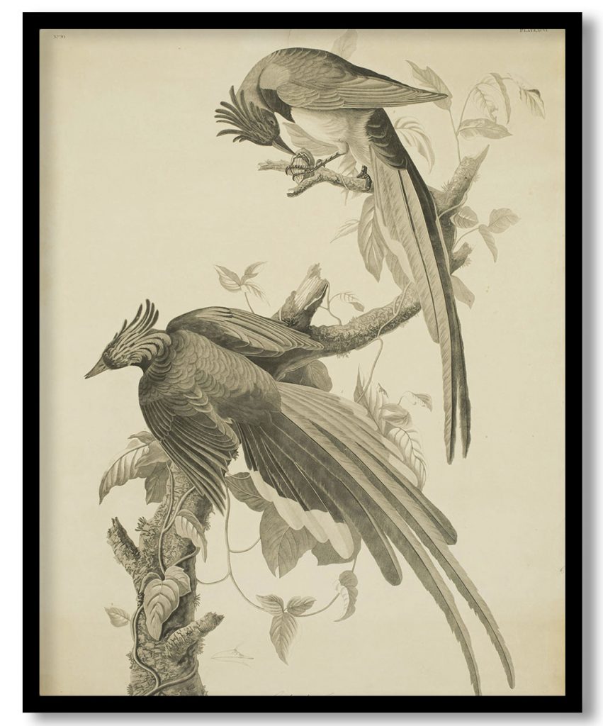 Engraving, 'Columbia Jay - Corvus Bullockil,' 1827-1838 by John James Audubon (1827-38)
