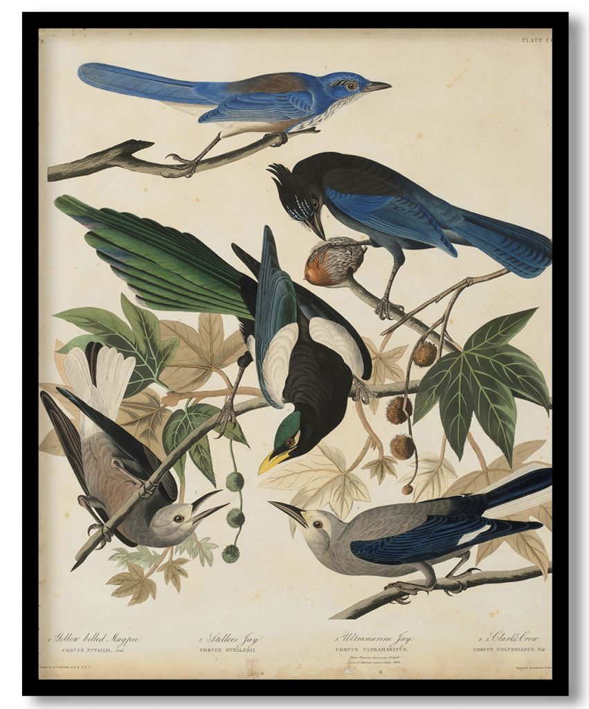 Four Birds: Yellow Billed Magpie; Steller's Jay; Ultramarine Jay; Clark's Crow by John James Audubon (1830-48)
