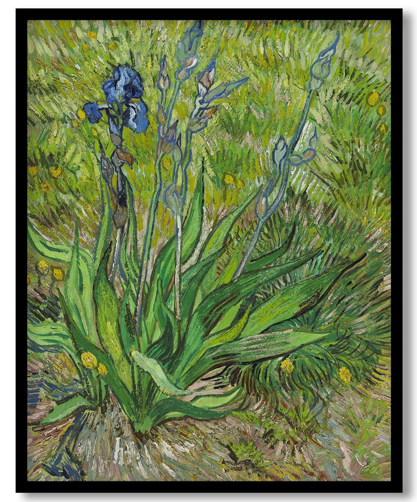 Iris by Vincent van Gogh (1890-90)