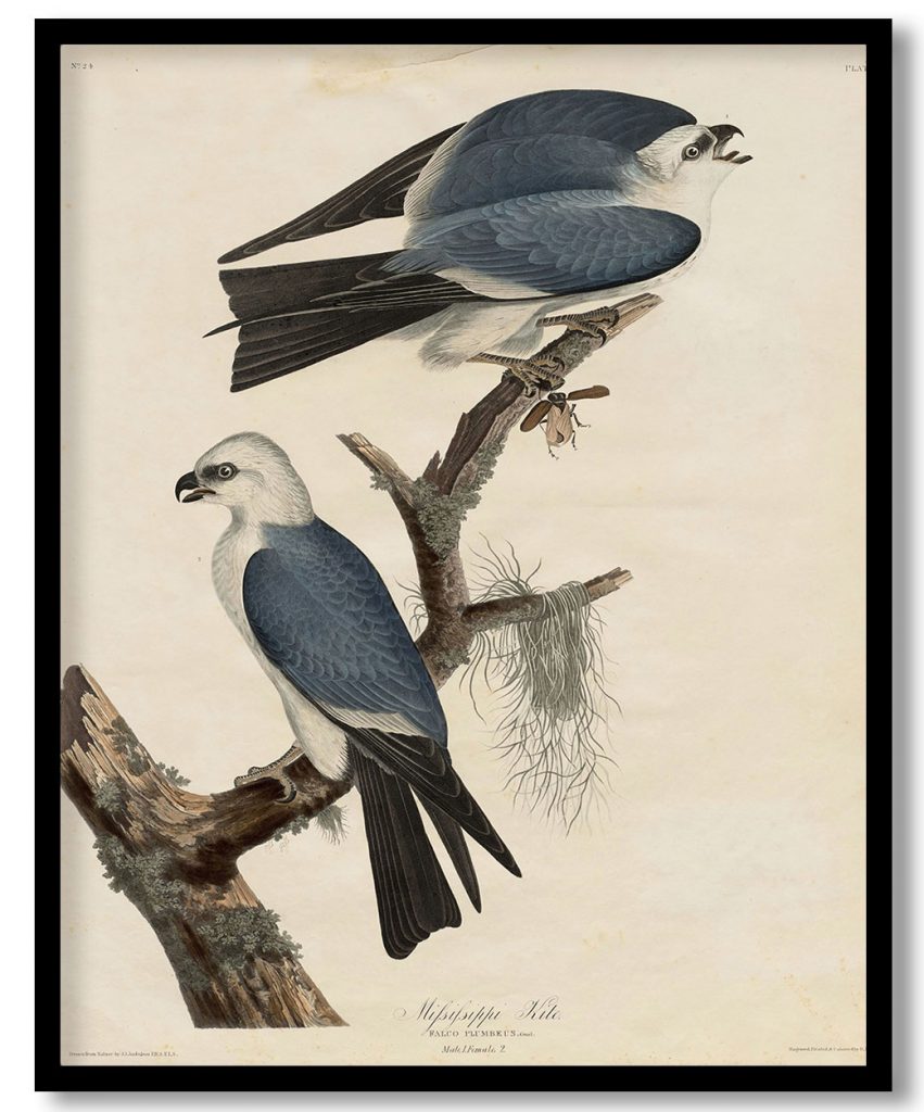 Mississippi Kite by Robert Havell (1838)