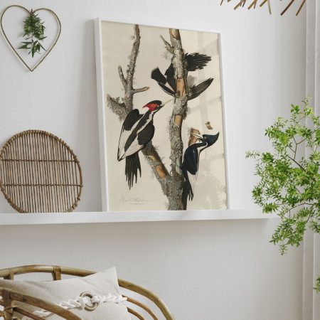 Ivory-billed Woodpecker by Robert Havell (1829)