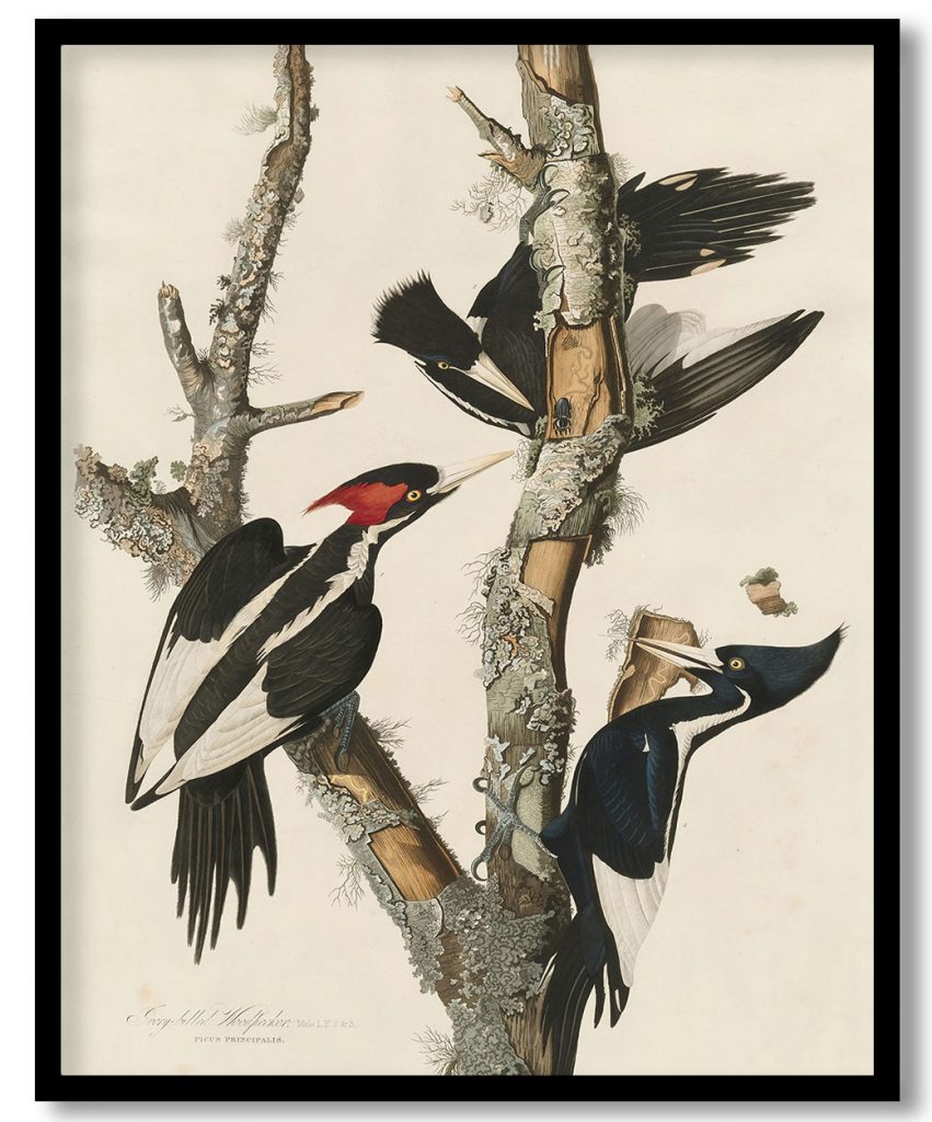 Ivory-billed Woodpecker by Robert Havell (1829)