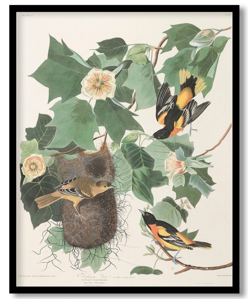 Baltimore Oriole, 1 & 2. Males, 3. Female and Nest. Icterus baltimore. Plant Vulgo, Yellow Poplar. Liriodendron tulipifera by John James Audubon (1827)