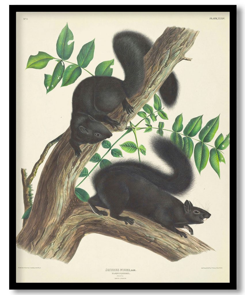 Black Squirrel by John James Audubon (1844)