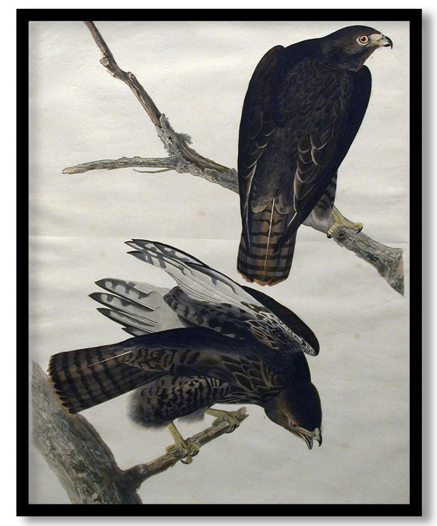 Black Warrior (No. 18) by John James Audubon (1830)