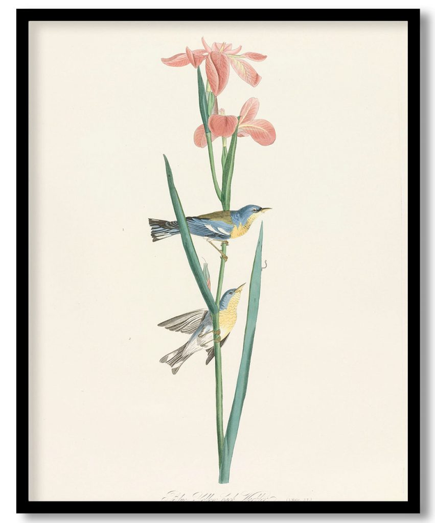 Blue Yellow Back Warbler. (1. Male. 2. F.) Sylvia americana. Plant, Vulgo, Louisiana Flag. by John James Audubon (1827)