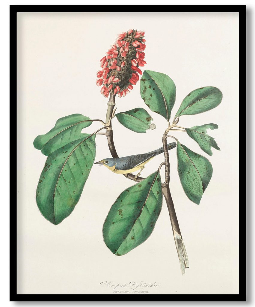 Bonaparte Fly Catcher. Muscicapa bonapartii. Plant seed pud [sic] Magnolia grandiflora. by John James Audubon (1827)