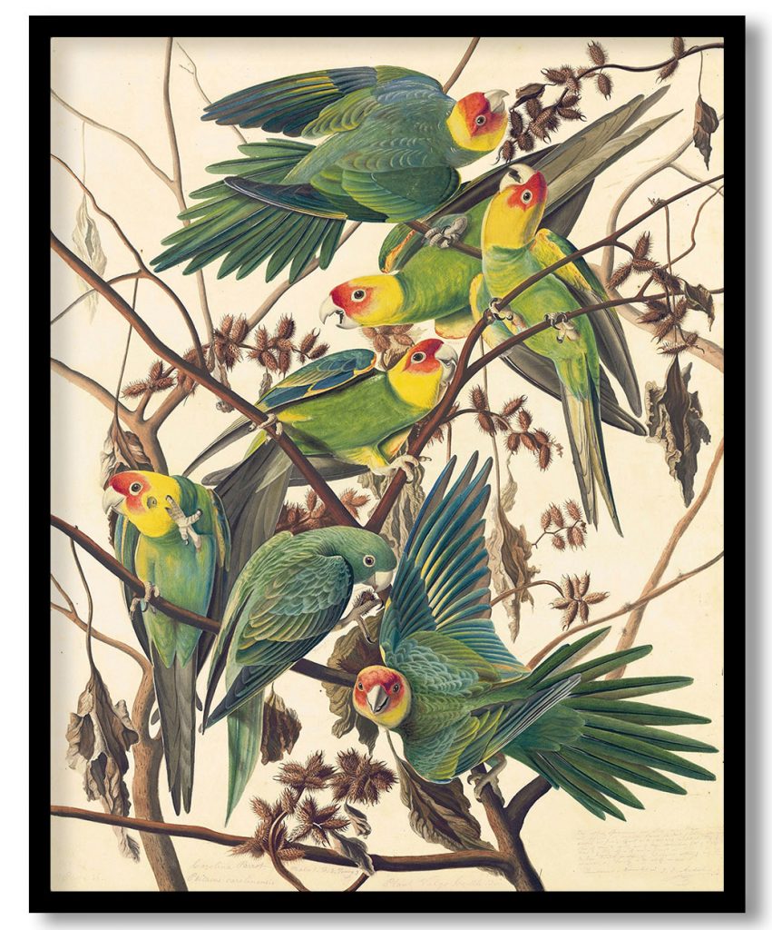 Carolina Parakeet (Conuropsis carolinensis), Study for Havell plate 26 by John James Audubon (1825)