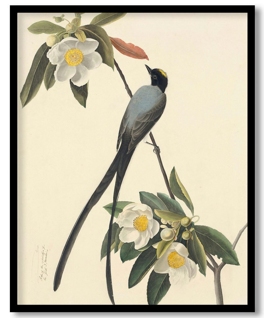 Fork-tailed Flycatcher (Tyrannus savana), Study for Havell plate 168; sketch of a feather by John James Audubon (1832)