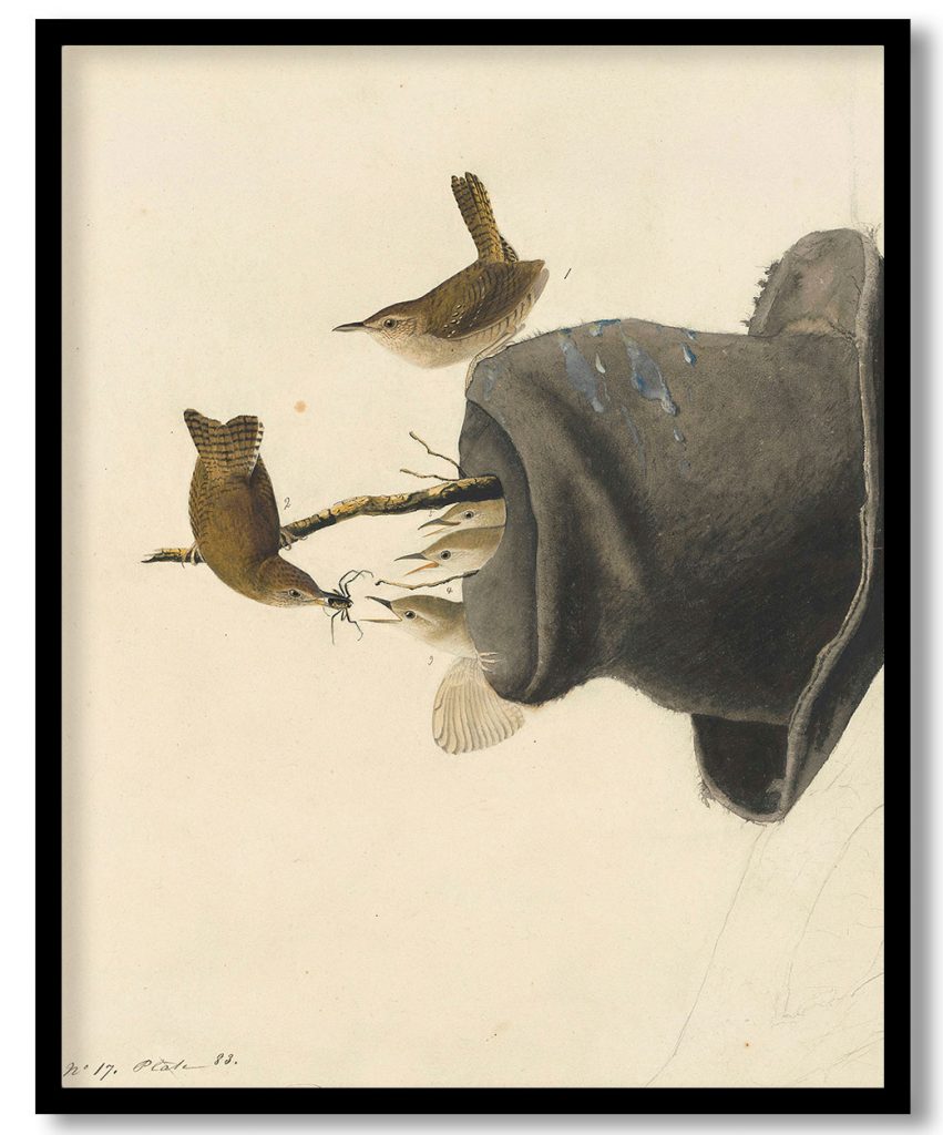 House Wren (Troglodytes aedon), Study for Havell plate no. 83 by John James Audubon (1824-29)