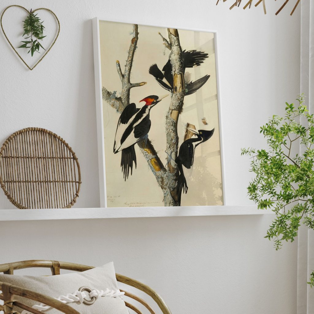 Ivory-billed Woodpecker (Campephilus principalis), Study for Havell plate 66 by John James Audubon (1825-26)