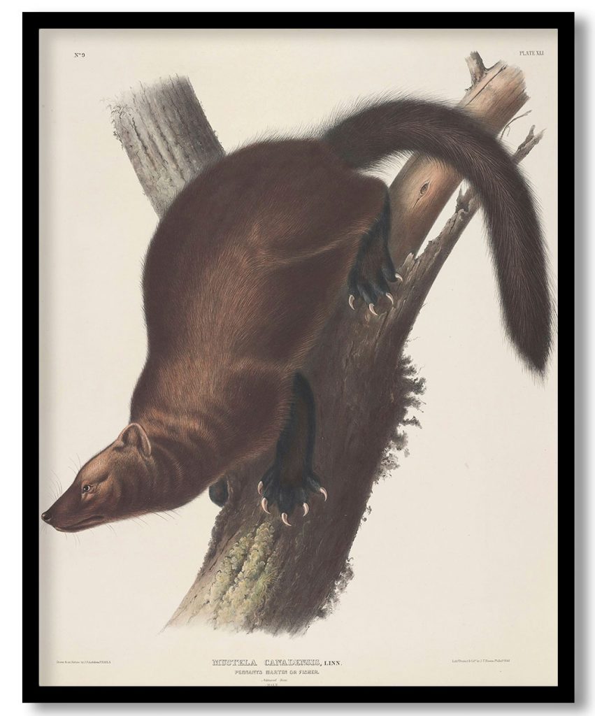Mustela canadensis, Linn. Pennants Marten or Fisher. Natural Size. Male. by John James Audubon (1844)