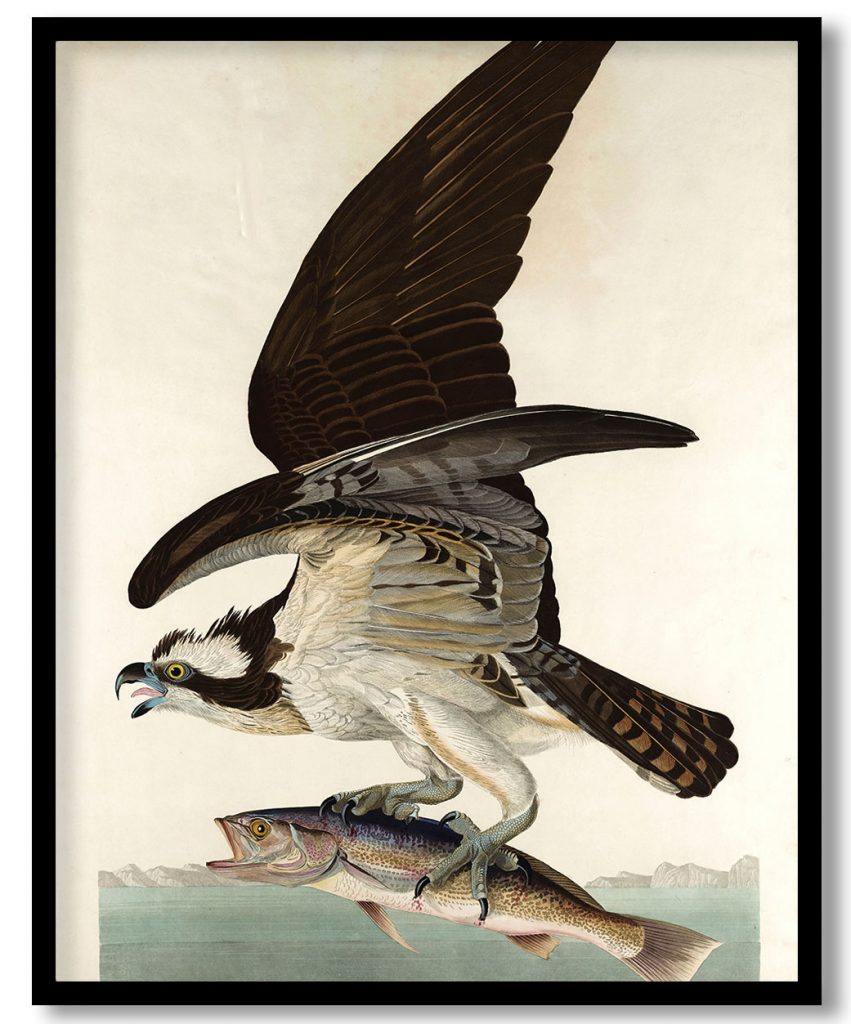Osprey, Pandion haliaetus, with Vulgo Weak Fish by John James Audubon (1830)