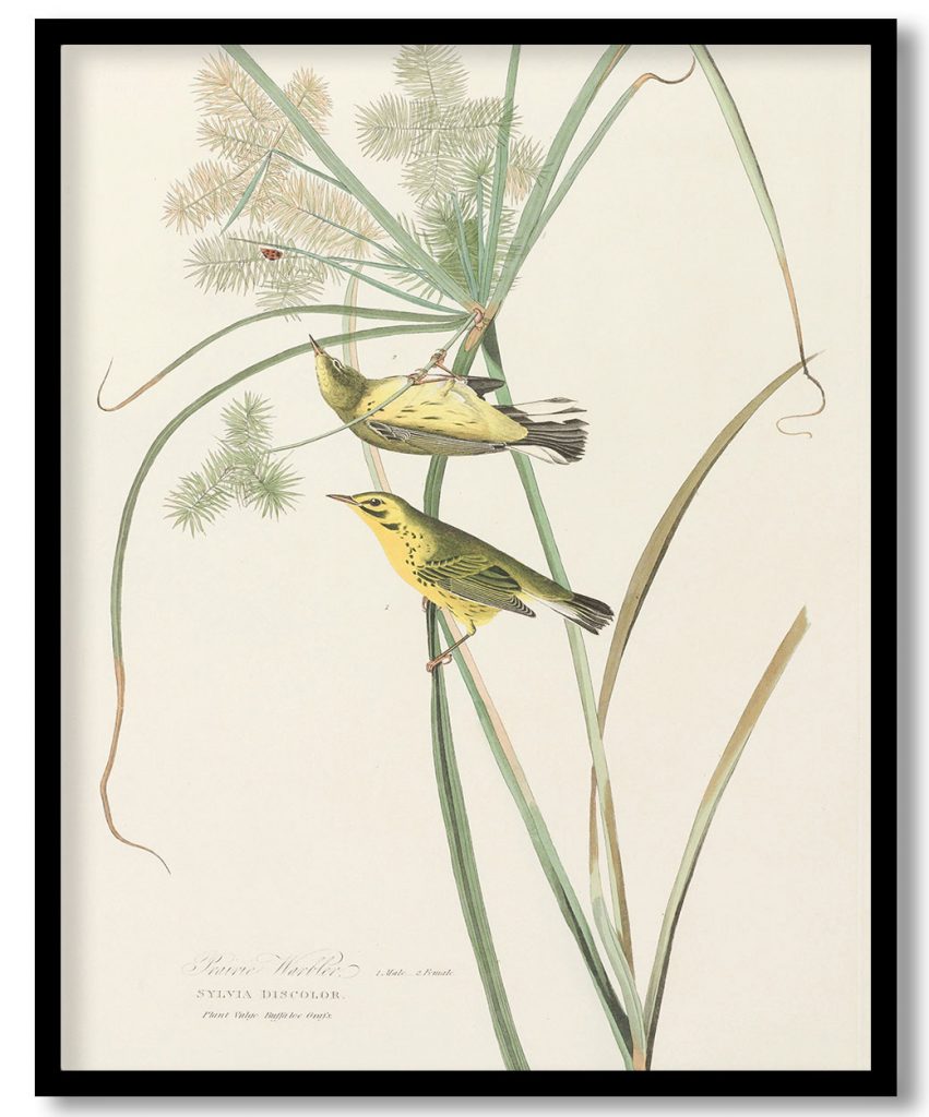 Prairie Warbler. 1. Male 2. Female. Sylvia discolor, Plant Vulgo. Buffaloe Grass. by John James Audubon (1827)
