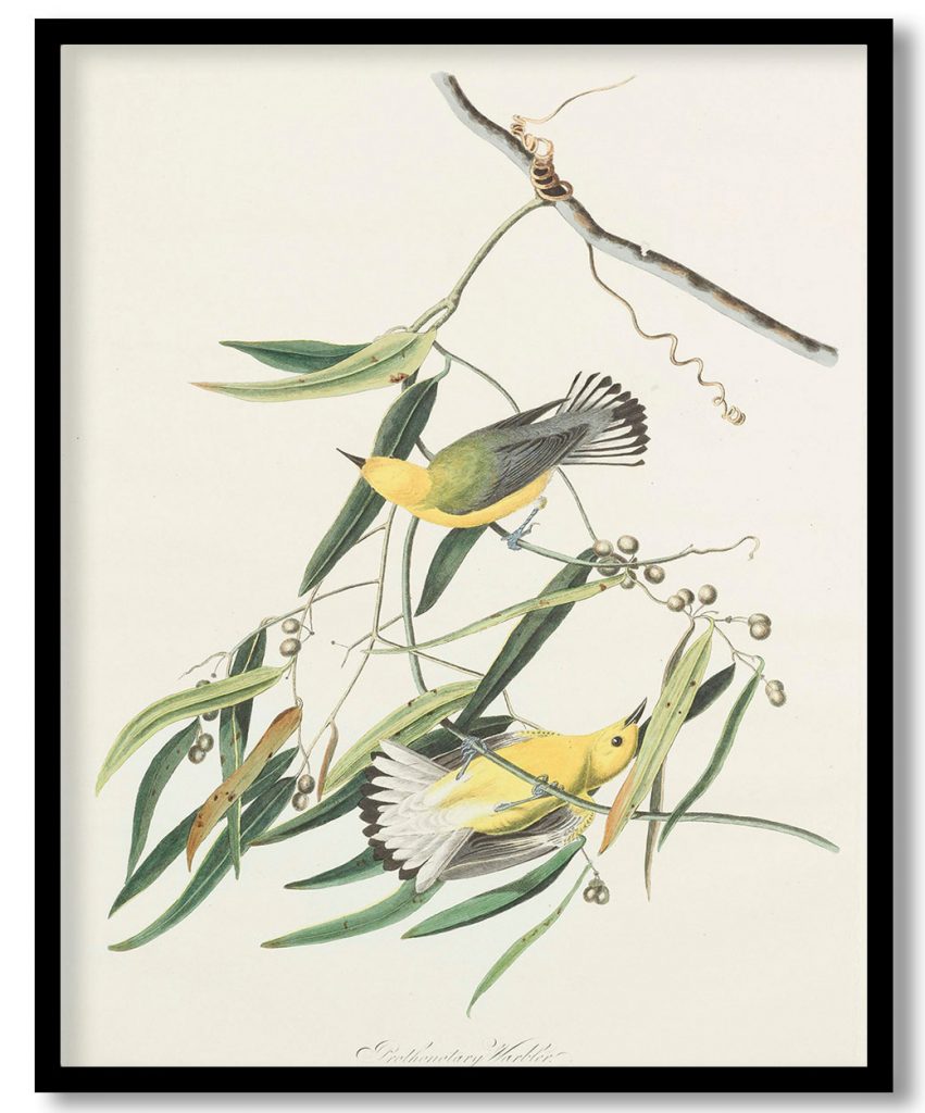 Prothonotary Warbler. Dacnis protonarius. Plant Vulgo cane vine. by John James Audubon (1827)
