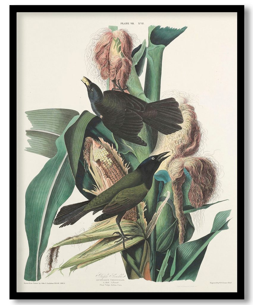 Purple Grackle, Quiscalus versicolor. 1. Male 2. Female. Plant Vulgo, Indian Corn. by John James Audubon (1827)