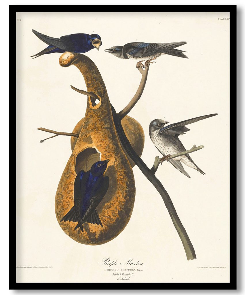 Purple Martin, Hirundo purpurea. Linn. by John James Audubon (1827-38)