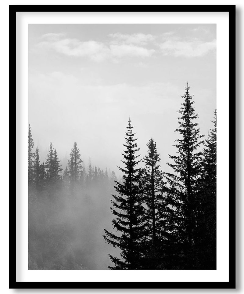 Black and white tree top