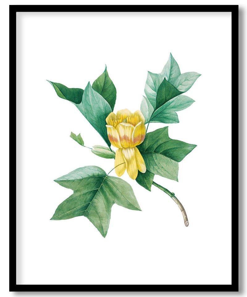 Tulipifera flower vintage botanical by Pierre Joseph Redouté