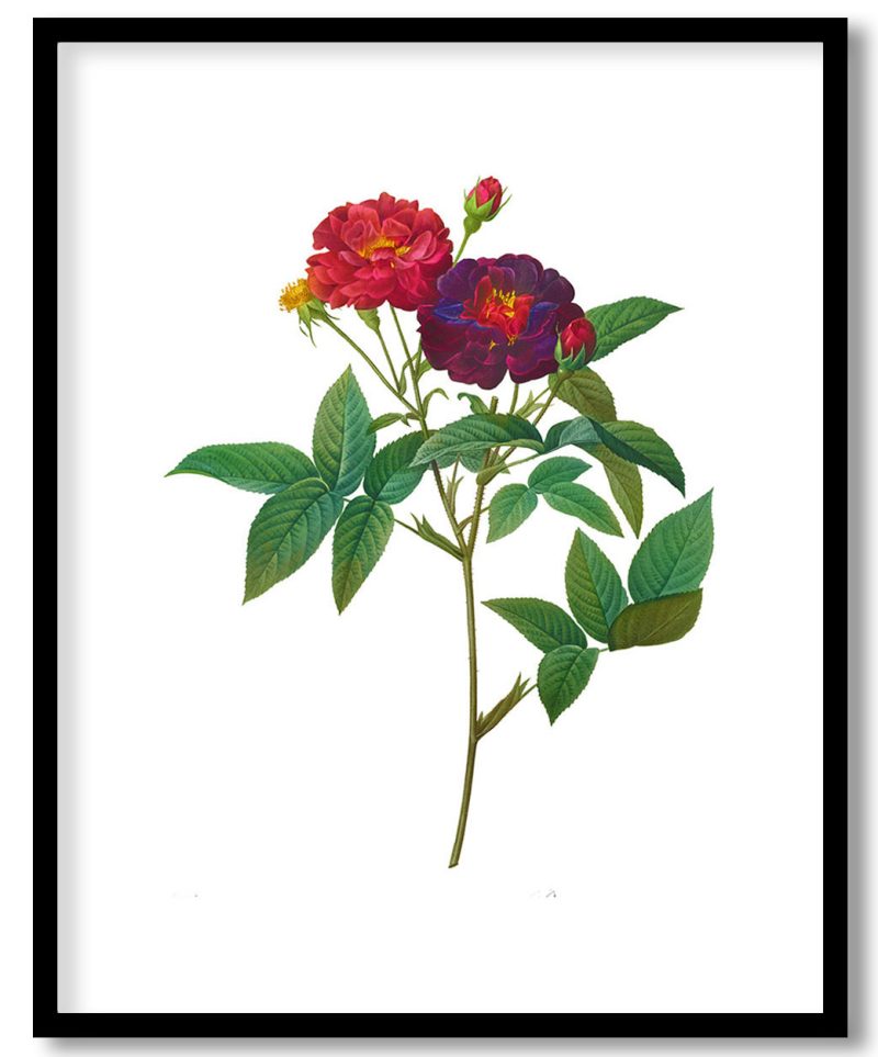 Rosa Gallica Purpurea Velutina Parva (1817–1824) by Pierre Joseph Redouté and Henry Joseph Redouté