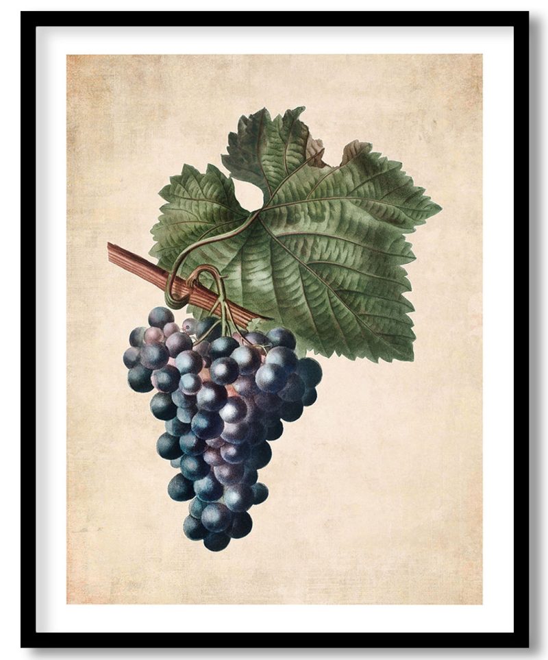 grape vine branch - Pressed Vintage Botanical