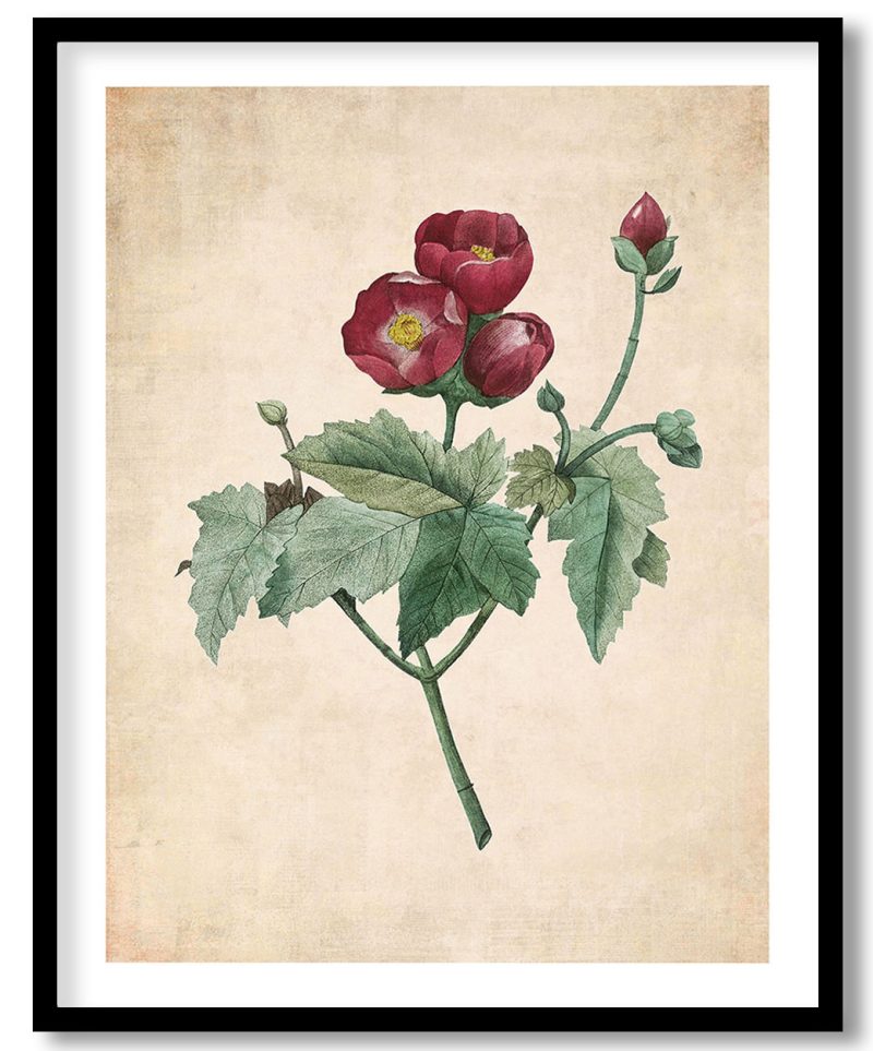 Purple Mallow flower - Pressed Vintage Botanical