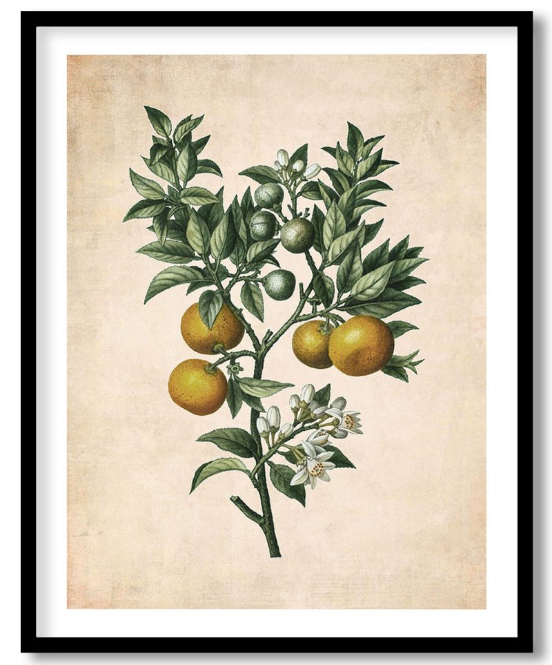Bitter sweet oranges on a branch - Pressed Vintage Botanical