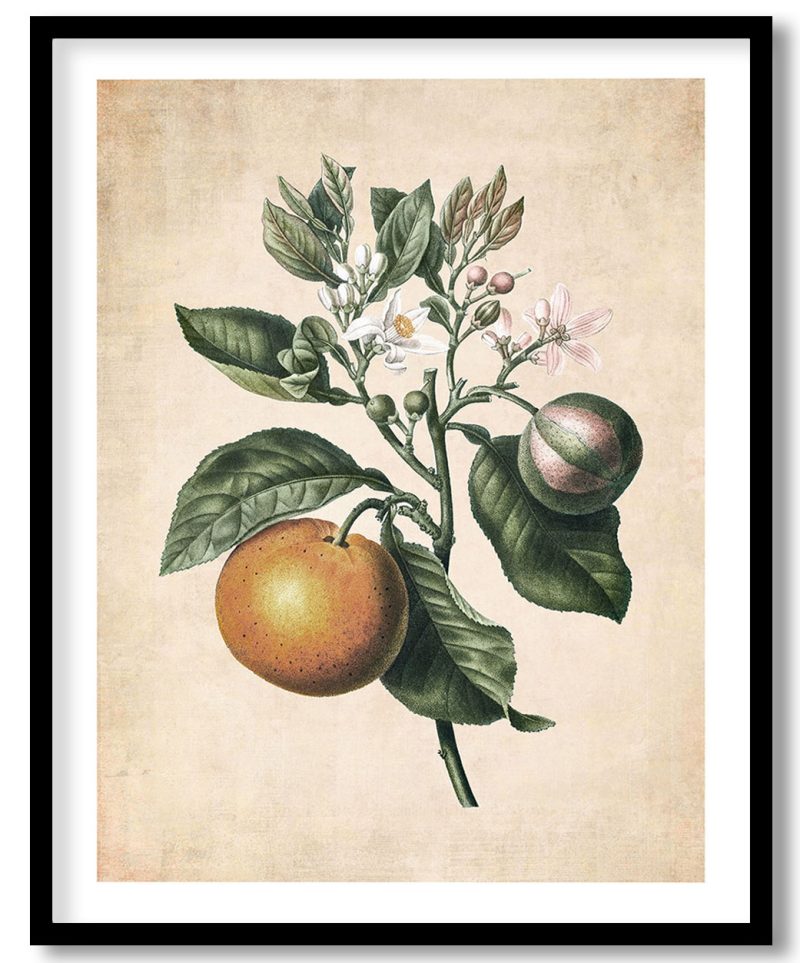 A bitter sweet orange - Pressed Vintage Botanical