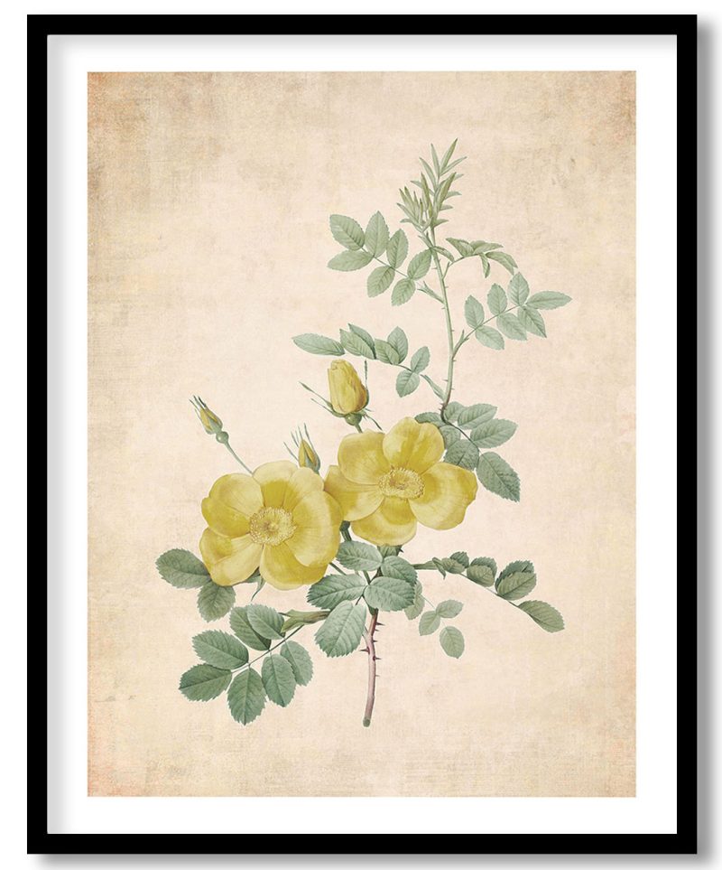 Sweetbriar Rose, Rosa rubignosa from Les Roses - Pressed Vintage Botanical