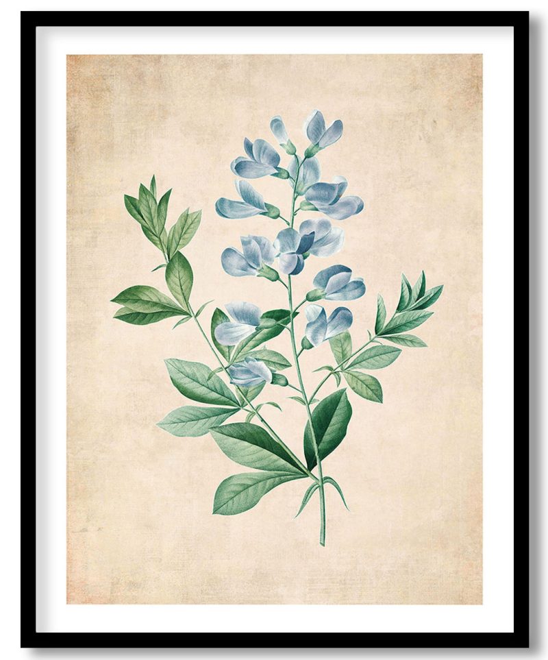 Sweet pea flower botanical - Pressed Vintage Botanical