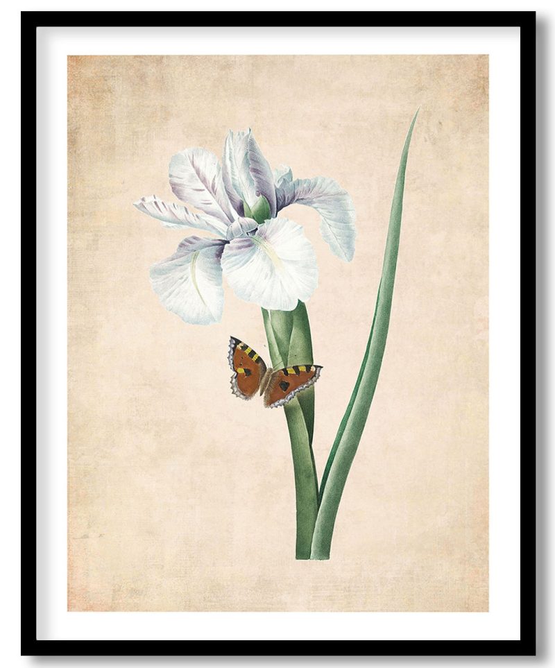 Spanish iris flower - Pressed Vintage Botanical