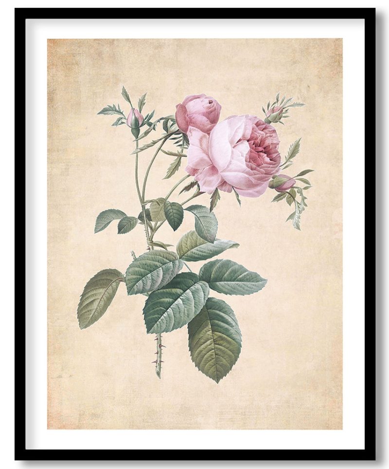 Rose de Mai, Rosa centifolia foliacea from Les Roses - Pressed Vintage Botanical