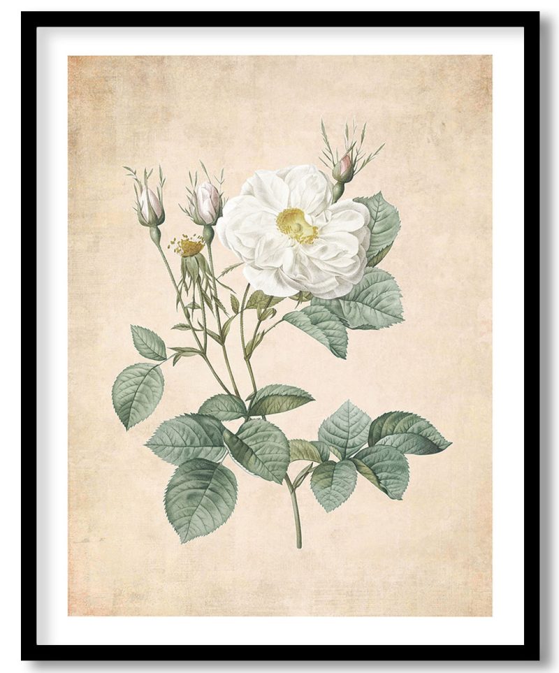 Rosa x alba - Pressed Vintage Botanical