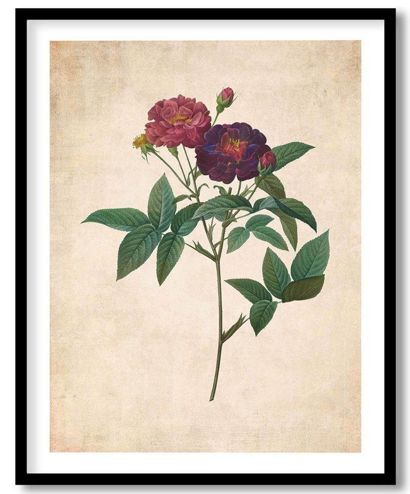 Rosa Gallica Purpurea Velutina Parva - Pressed Vintage Botanical