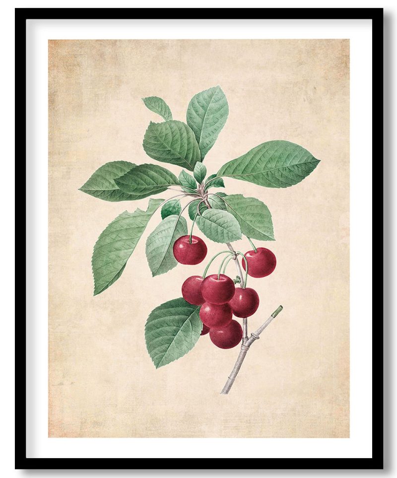 Red cherry plant botanical - Pressed Vintage Botanical