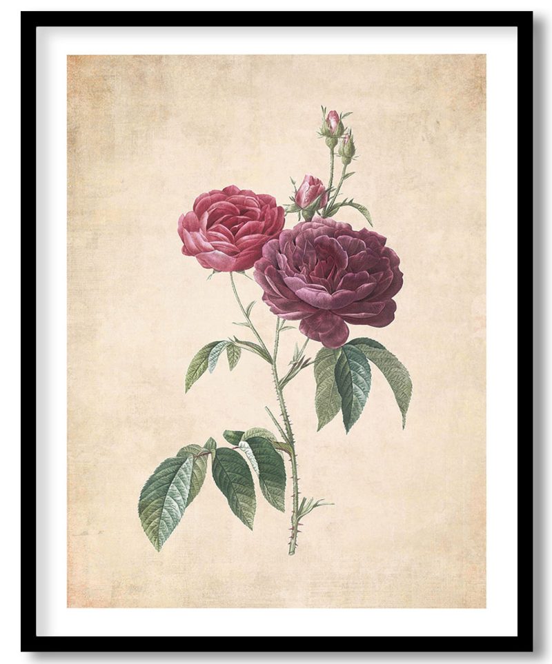 Purple French Rose, Rosa gallica purpuro-violacea magna - Pressed Vintage Botanical